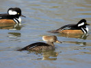 Hooded Merganser (WWT Slimbridge March 2011) - pic by Nigel Key